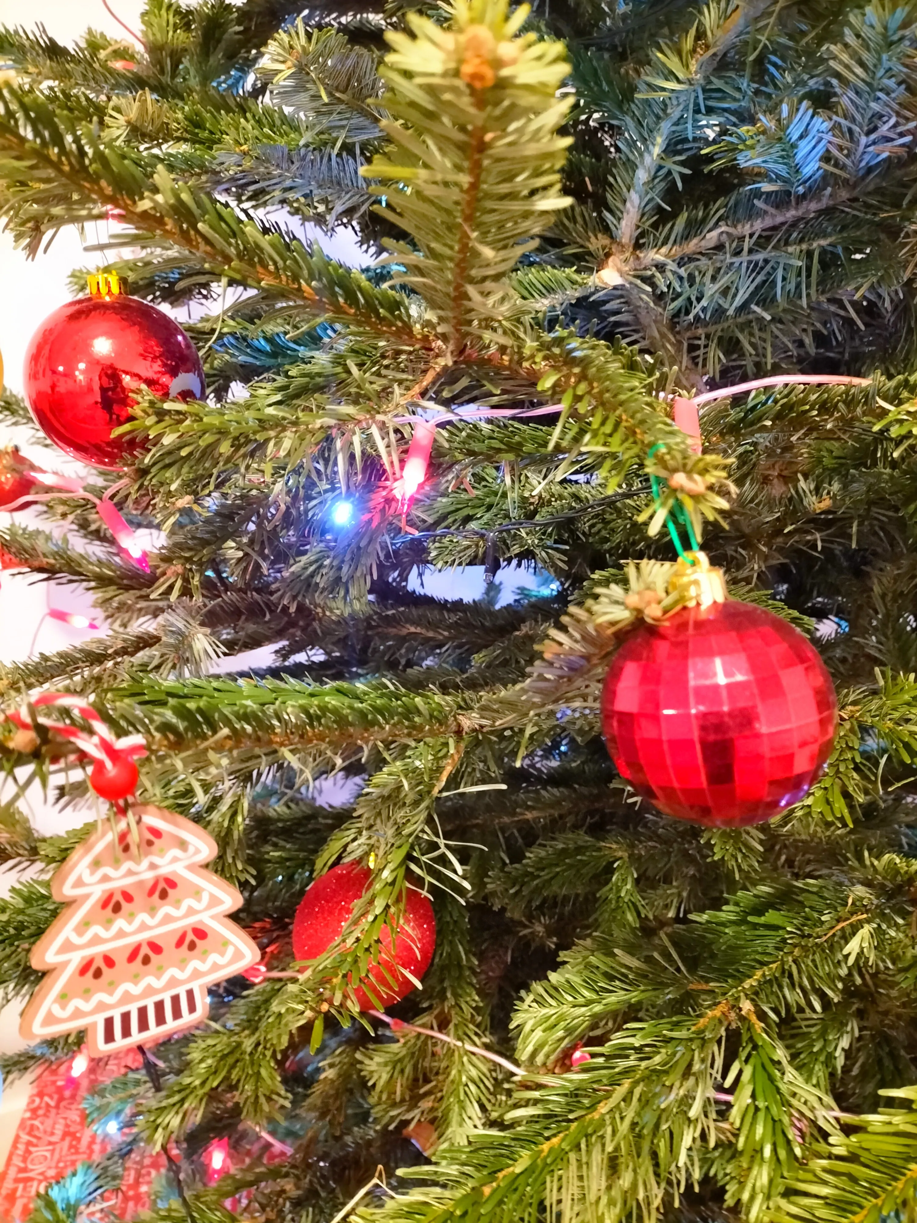 sapin 1.webp
